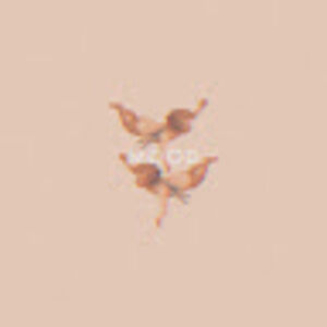 Meet your Posher, Lohandra